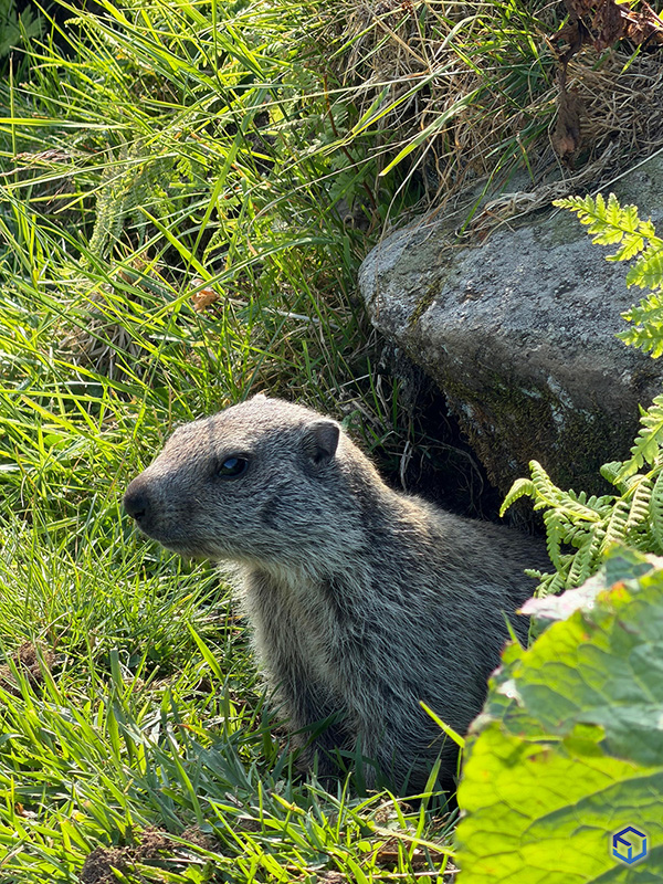Marmotta